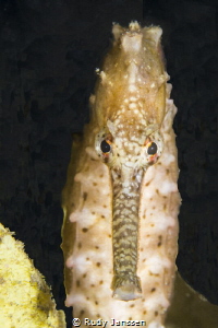 Thorny seahorse by Rudy Janssen 